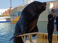 -秦皇岛乐岛海洋王国