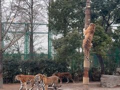 -上海野生动物园老虎餐厅