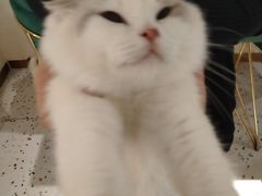-喵喵咪呀布偶猫咖(春熙路店)