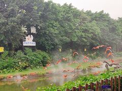 -广州长隆飞鸟乐园