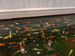 -龙悦湾酒家·八阵鱼生·渔人码头店