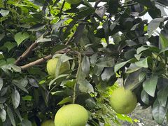 -樱桃山旅游景区