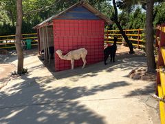 -西霞口神雕山野生动物世界