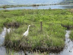 -腾冲北海湿地