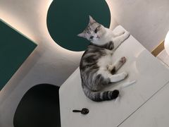 -飞行喵MR PILOT|猫舍·猫咖(静安大融城店)