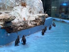 -帝企鹅自助餐厅•儿童岛•真企鹅(长隆企鹅酒店)