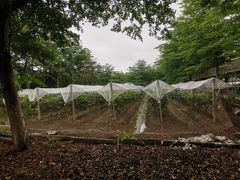 -新塘水果乐园(东洲大道店)