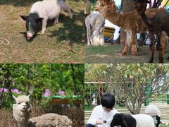 -芜湖新华联大白鲸海洋公园