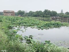 -荷塘月色湿地公园·向阳花洲