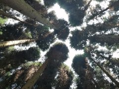 -武陵山森林公园