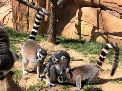 -北京野生动物园