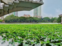 -荔湾湖公园