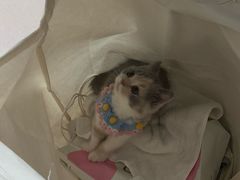 -凯特喵百思猫专科医院