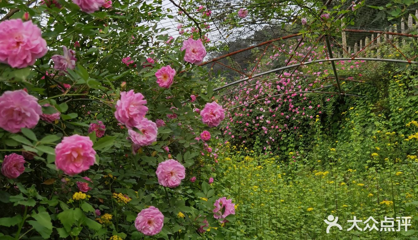 八碚金果园蔷薇花正当时