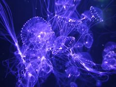 -青岛海底世界-水族馆