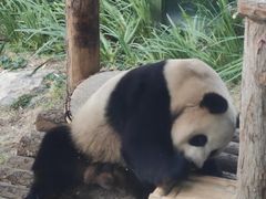 -大连森林动物园