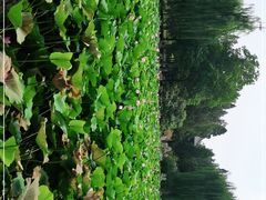 -莲池书院博物馆