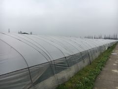 -青浦采草莓天天草莓园