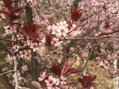 -永定河休闲森林公园