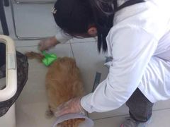 -纳吉亚猫专科动物医院博雅分院