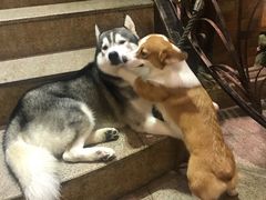 -more than meow吴止猫主题餐厅(承德 中船汇店)