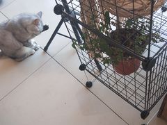 -平行世界·猫咖(首经贸店)