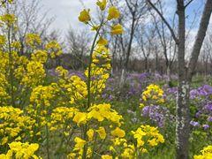 -上海海湾国家森林公园
