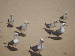 -海驴岛(荣成市)