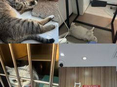 -御宝贝·A梦猫科宠物医院(国际猫友好医院)