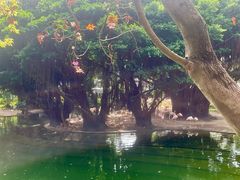 -九龙公园