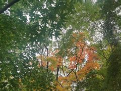 -秋霞圃