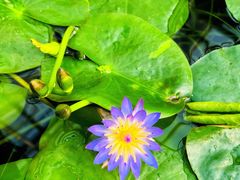 -国家植物园南园