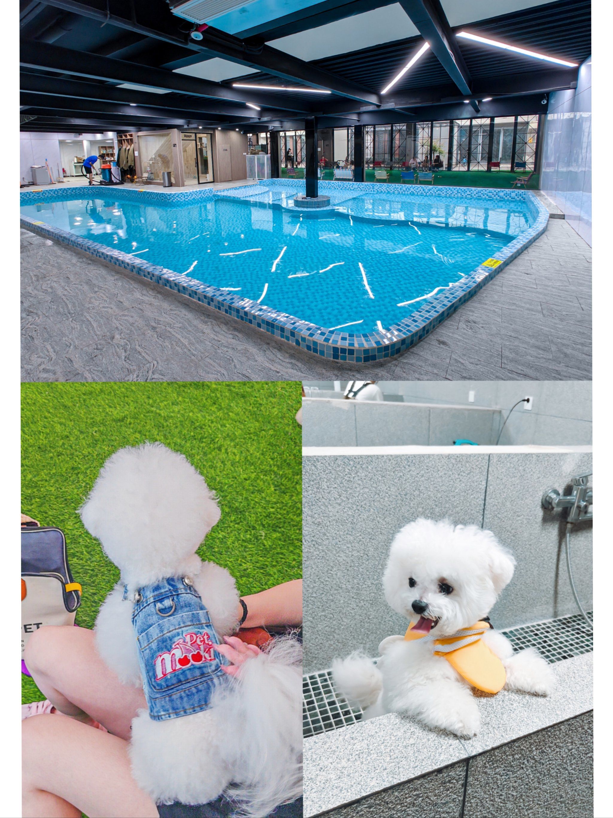 天津可以带狗狗去的游泳馆