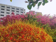 -海棠花溪(元大都城垣遗址公园)