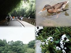 -成都大熊猫繁育研究基地