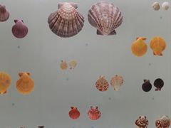 -青岛贝壳博物馆