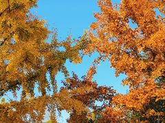 -泰州凤城河风景区-泰山公园