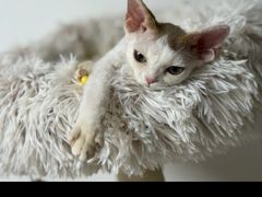 -山宅一喵德文卷毛猫舍