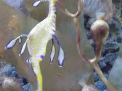 -迪拜水族馆及水下动物园