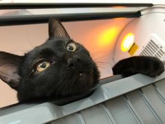 -芭比堂动物医院·犬猫全科·异宠专科(雁塔分院)