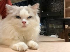 -瞄一喵猫咖(格力海岸店)