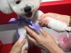 -宠物家(角门东店)