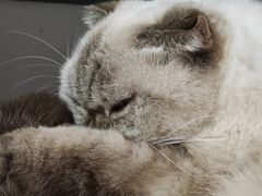 -喵园·猫主题咖啡厅·撸猫·猫咖(国贸店)