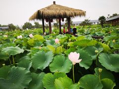 -荷花荡