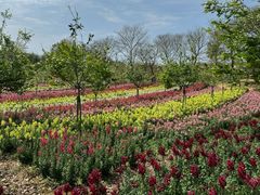 -天适樱花悠乐园