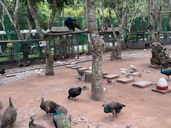-中国科学院西双版纳热带植物园