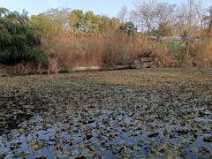 -习家池
