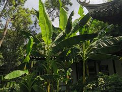 -秋霞圃