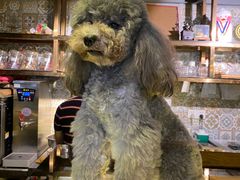 -more than meow吴止猫主题餐厅(承德 中船汇店)