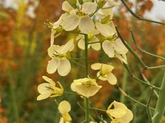 -中国天府农业博览园